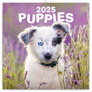 Falinaptr Puppies (Calendars)